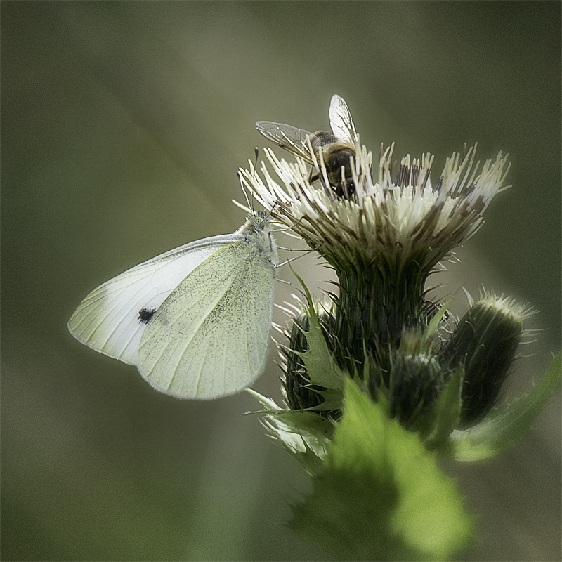 Allgäu 09 - 2014 - 20140913_0266 als Smartobjekt-1 Kopie.jpg - Beim Waldspaziergang entdeckt